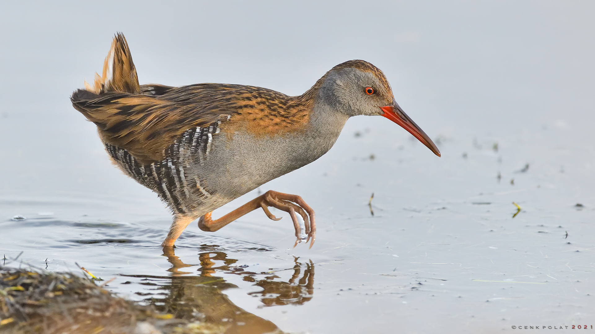 Water Rail